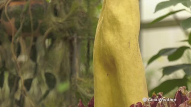 Visitors are flocking to the botanical gardens in Tucson, Arizona to see the corpse flower. The corpse flower can take up to 10 years to bloom and is one of the world's largest and rarest flowers.