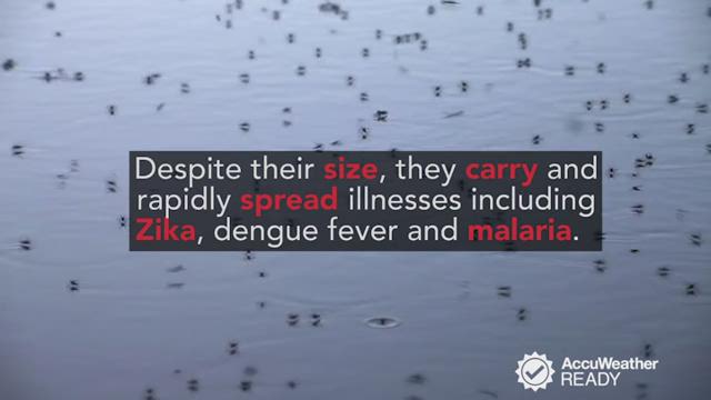 It's not the mosquito itself that's particularly dangerous. The many diseases they can carry and rapidly spread, however, kill up to 2.7 million people annually, according to NASA.