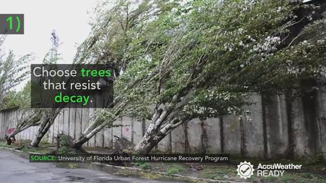 Some trees hold up better in hurricane-force winds than others. Remember these tips when preparing your home and yard for hurricane season. 
