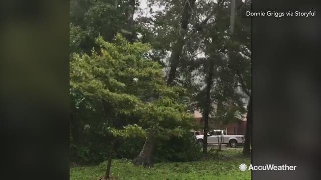 Florence may not be a hurricane anymore, but it still remains a dangerous storm.  Watch as its winds knock this tree down from the roots in Morehead City, North Carolina on Sept. 14.