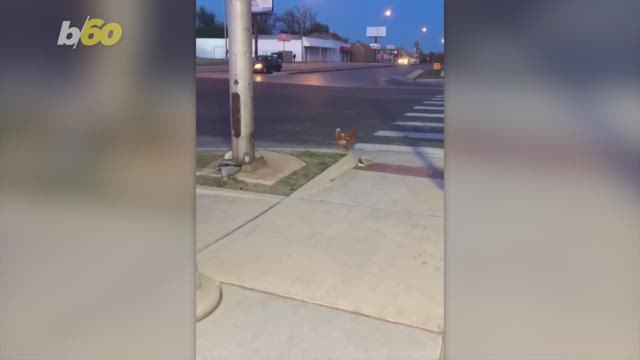 A chicken tried to cross the road in Oklahoma City, presumably to get to the other side as the old joke goes, but was apprehended by police. Buzz60's Sean Dowling has more.